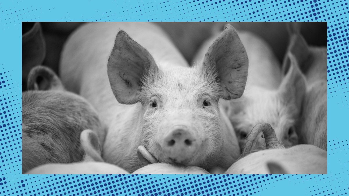 National Pork Producers Council v Ross: How a Supreme Court Case About